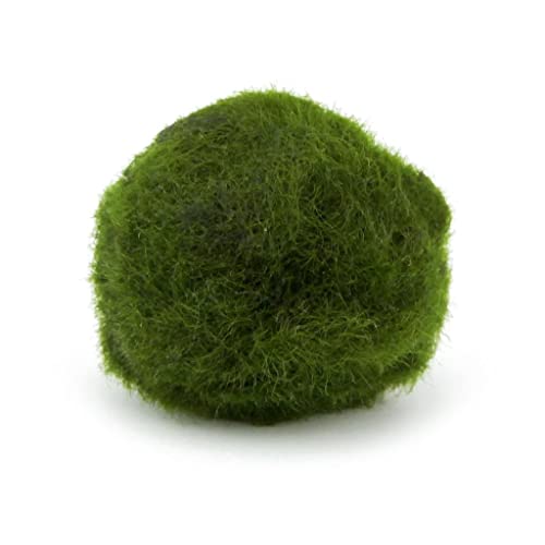  Pianta Cladophora Aegagropila (Marimo) 2-4 cm Confezione da 5 pezzi
