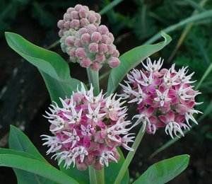 Showy Milkweed Plant - Not Seeds - Butterfly Weed - Attract Monarch Butterflies - 2 Year Live Plant