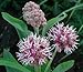 Showy Milkweed Plant Butterfly Weed, 2 Year Live Plant