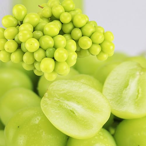 H̒Bl Ԃǂ VC}XJbg 󂠂 1kg 2`3[ ƒp YnI p uhE 햳 t[c ① s ws ʕ t[c 