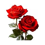 2 PCS Red Rose Vinyl Stickers Waterproof Decals for Car Laptop Truck Motorcycle Bumper Removable Decorative Stickers A-170