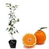 不知火(しらぬい) 「デ