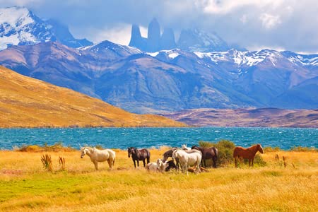 Kavram / 123rf.com Quadro composito in alluminio 110 x 70 cm: bellissimo cavallo di razza pura che si adatta a un prato vicino al lago vicino al lago