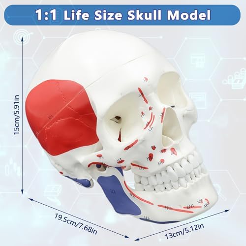 Numbered Human Skull Model,Colorful Human Anatomy Exploded Skull,3 Parts and 55pcs Labeled Numbered for Student Study,Teaching Demonstration and Medical Education Display — 사진 6