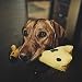 BecoThings Beco Pet BPT-004 Hundespielzeug - George The Giraffe, M