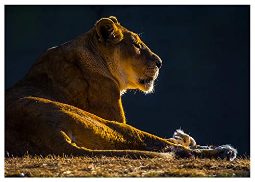Lion at Sunrise Photography Fine Art Birthday Greeting Card by Will Davis Studios Inside Reads: (Happy Birthday!)