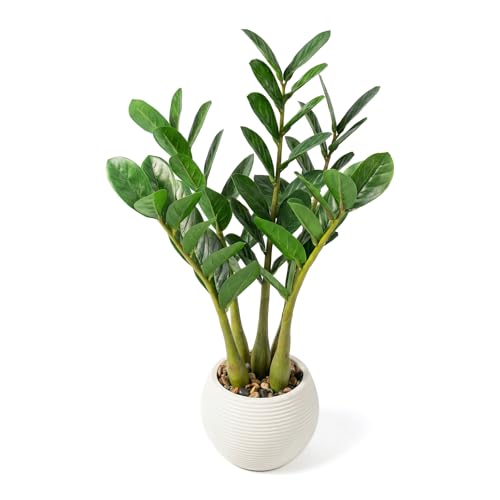 TentoWhan（2Packs Faux Plants Indoor 18.9" Artificial ZZ Plants in White Pot Fake Potted Zamioculcas Silk Faux Plants for Home Table Decor Bedroom Aesthetic
