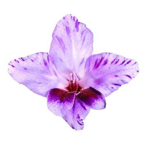 XJLING-S Lot de 12 bulbes Cover