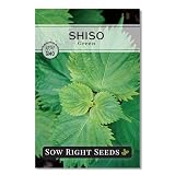 Sow Right Seeds - Green Shiso Seeds for Planting Perilla Leaf Herb Garden