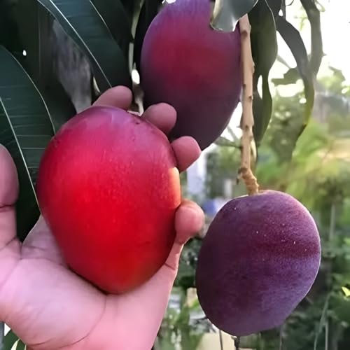 Image of inchMiyazaki Mango Plant - Live Grafted Tree, Height 2-3 Feet, Produces Delicious Fruits in 2-3 Years - Perfect for Home Gardens and Tropical Landscapes! inch