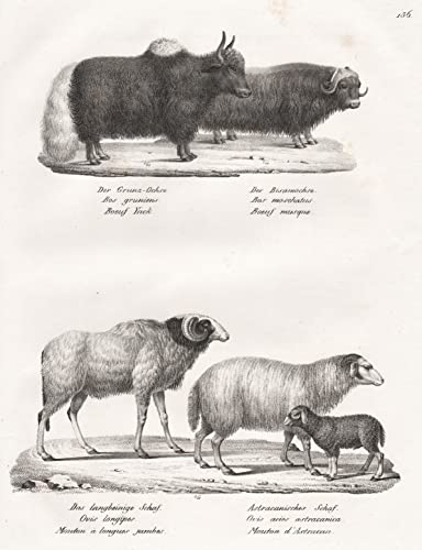 Der Grunz-Ochse / Der Bisamochse / Das langbeinige Schaf / Astracanischer Schaf - Yak Ochse / Musk ox Moschusochse / sheep Schaf / / Tiere animals / Zoologie zoology