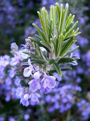 Image of Hidden Enterprise Rosemary Live Aromatic Herb Plant for Home Kitchen Garden Indoor Outdoor Balcony Terrace | Fresh Healthy Nursery Herb for Fragrance Gardening Natural Greenery and Everyday Home Use