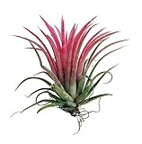 Planta del Aire de Color Rojo Tillandsia Ionantha Rubra Clavel del Aire Rojo Tillandsia Roja Planta Aérea