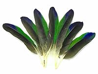 Algopix Similar Product 15 - 4 Pieces TriColor Amazon Parrot Wing