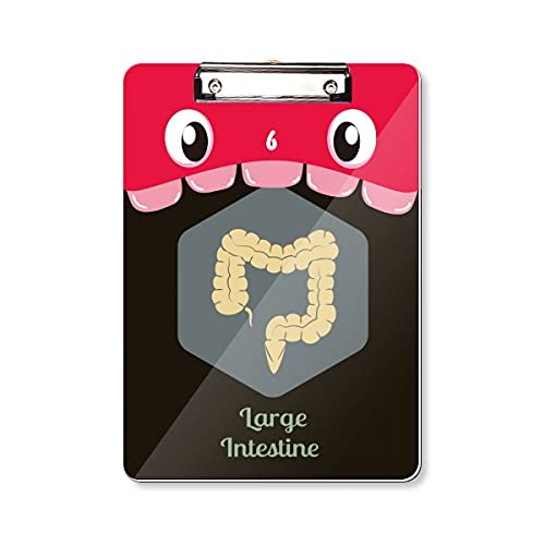 Gros intestin bloc-notes A4 pour réviser la biologie humaine et l'anatomie