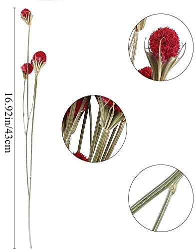 36pcs Fiori Secchi Naturali Bouquet Fiori Secchi di Palla Belga Rossi da Esterno Interno Fiori Essiccati per Decorazioni Casa Studio Cucina Ufficio Soggiorno Camera da Letto Vaso