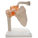 Shoulder Joint Model,Kouber Human Anatomical Model,Life Size,Height 9