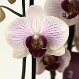 Garden Center Shop | Orquídea Phalaenopsis natural 75 cm | 2‑3 tallos floridos | Floración duradera y cuidados fáciles (Blanca veteada)