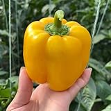 Crea un ambiente maravilloso y caprichoso en cualquier jardín soleado.