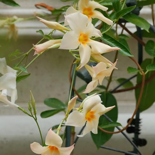 dipladenia kaufen - mandevilla - bodendecker winterhart mehrjährig schnittblumen, hängepflanze steingartenpflanzen 450samen