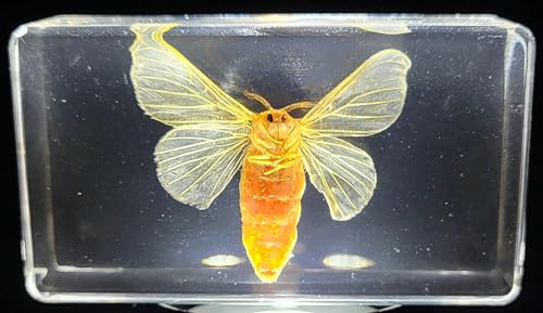 Image of 2.8 inch Real Silkworm Moth in Crystal Clear Lucite Resin Specimen Preserved Taxidermy Paperweight Crafts Collection for Biology Science Education & Desk Ornament Display Supplies