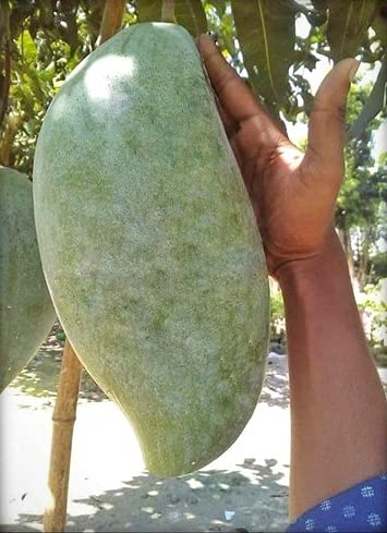 Corofitam Pine Apple flavored (Chandra Mallika) Mango Grafted Hybrid Live Plant- 2 Ft. Height. (B09YD5R6KV) Amazon Price History, Amazon Price Tracker