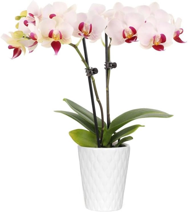 From You Flowers - Whimsy & Wonder Mini Orchid for Birthday, Anniversary, Get Well or Celebration