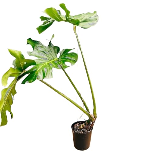 観葉植物 モンステラ 幹上がり」の人気商品一覧 | 安い商品を通販