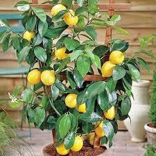 Hudgle Variety Huge Production Hybrid Seed Lemon Plant Seeds (Pack of 10+) (B07R4KD32N) Amazon Price History, Amazon Price Tracker