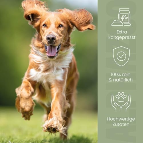 alphazoo Hanföl für Hunde 100 ml – Premium Hanfsamenöl kaltgepresst – Unterstützt Immunsystem & Abwehrkräfte – Reich an Omega 3-6-9 für Haut, Fell, Gelenke & Vitalität