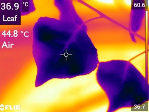Ep. 554 - How Plants Handle Heat Stress