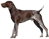 German Shorthaired Pointer ~ Dog Breed ~ Edible Cake / Cupcake Topper