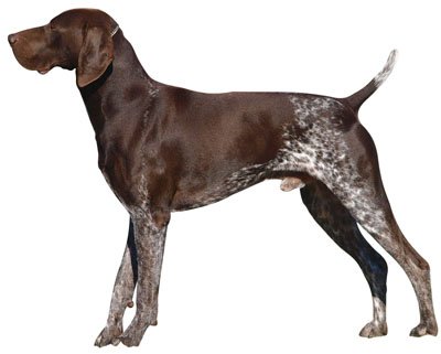 German Shorthaired Pointer ~ Dog Breed ~ Edible Cake / Cupcake Topper