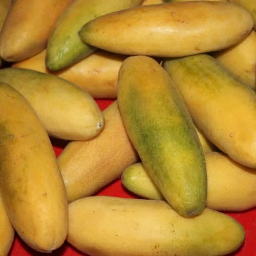 Plant World Seeds - Banana Passion Fruit Seeds (Tropical Fruit Seeds)