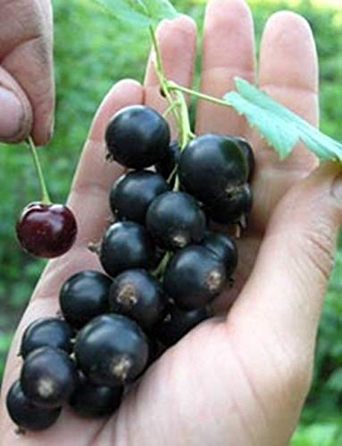 Rare Russian Giant Fruit Black Currant - selechenskaya-2-20 Fruit Seeds