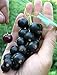 Rare Russian Giant Fruit Black Currant - selechenskaya-2-20 Fruit Seeds