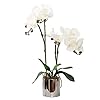 CXGS Artificial Orchid Flower Plant Real Touch Faux Orchids in Ceramic Vase White 197 Fake Phalaenopsis Flower Arrangement Centerpiece Home Indoor Decor