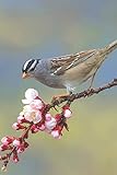  Bird Journal: A 120 Page 6X9 Blank Lined Notebook / Journal Gift For Bird Owners , Bird Watchers, Campers, Hikers, Ornithologists and More (Pretty Birds Vol)