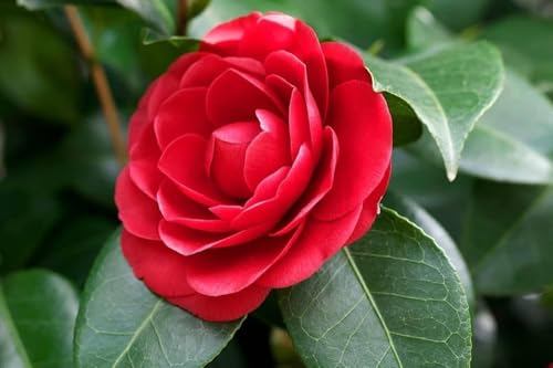 Image of Live Rare Variety Camellia Red Beauty Live Flower Plant Hybrid [height1.5-2 Feet Plant] Camellia Red Original Rare Variety Flower Plant For Home Graden outdoor Balcony Bush Tree (Pack OF 1)