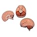 3B Scientific Menschliche Anatomie - Gehirnmodell, 2-teilig + kostenloser Anatomiesoftware - 3B Smart Anatomy, C15