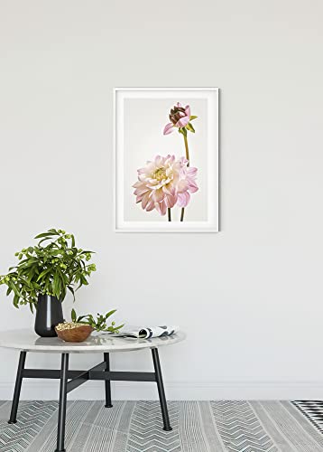 Komar Dahlia - Size: 50 x 70 cm, Wall Picture, Poster, Art Print (without Frame), PURE Boutique, Colourful, 70L x 50W cm - Image 2