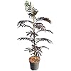 Albizia julibrissin Summer Chocolate – totale hoogte 110+ cm – pot Ø 22 cm