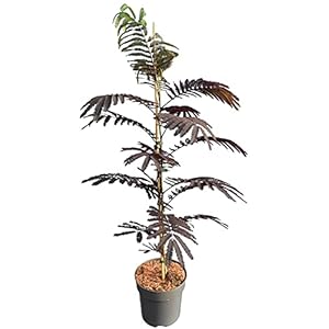 Albizia julibrissin Summer Chocolate – totale hoogte 110+ cm – pot Ø 22 cm