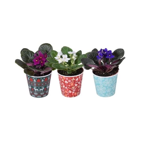 3 x African Violet Saintpaulia Flowering Indoor Plants Mix Colours in 9cm pots