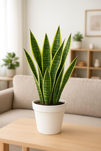Farara Live Snake Plant Indoor | Air Purifying Natural Green Plant in Decorative Pot | Low Maintenance Real Indoor Plant for Home & Office