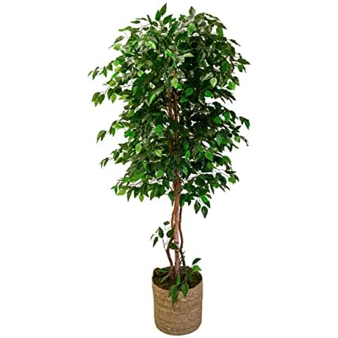 Maia Shop Artificial Tree, Ideal for Home Decoration, Artificial Plant (180 cm, Ficus) Cover