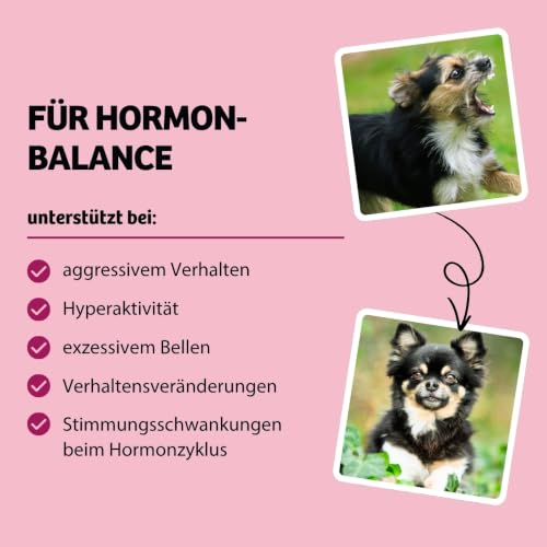 BugBell 60g Knabbersticks Rote Bete – vegane Hundesnacks fettarm