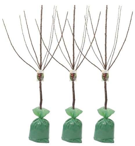 Arbres fruitiers XXL Lot de 3 cerises douces