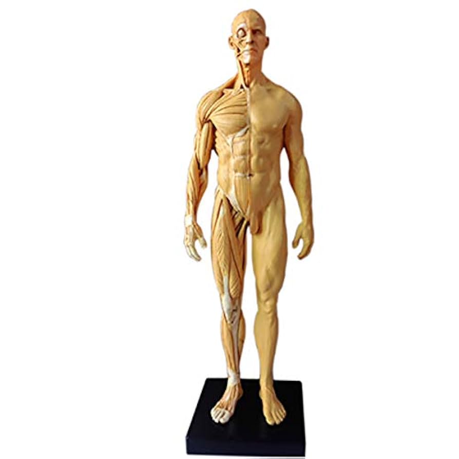 人体模型　解剖学的構造 Amazon.co.jp: 人体解剖学的人体模型コンポーネント分解可能内臓