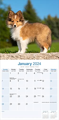 Shetland Sheepdog Calendar 2024 - Image 3